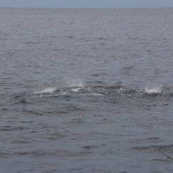 へいみつ丸 釣果