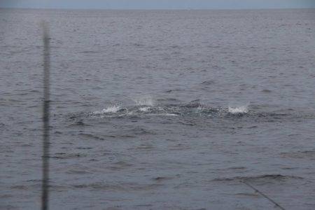 へいみつ丸 釣果