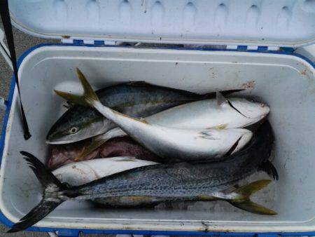 第二大福丸 釣果