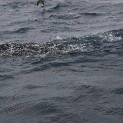 へいみつ丸 釣果