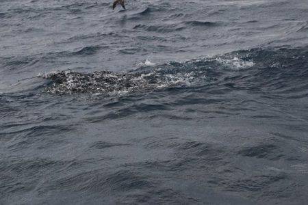 へいみつ丸 釣果