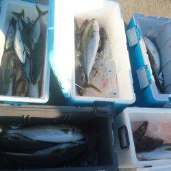 気仙沼 つり丸 釣果