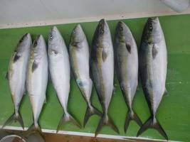 久里浜黒川本家 釣果