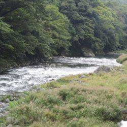 狩野川(狩野川漁業協同組合) 釣果