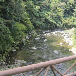 狩野川(狩野川漁業協同組合) 釣果