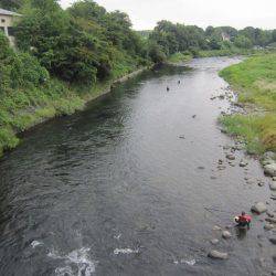 狩野川(狩野川漁業協同組合) 釣果