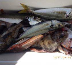 石川丸 釣果