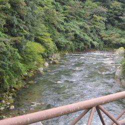 狩野川(狩野川漁業協同組合) 釣果