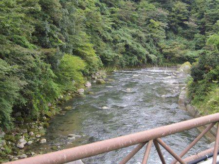 狩野川(狩野川漁業協同組合) 釣果