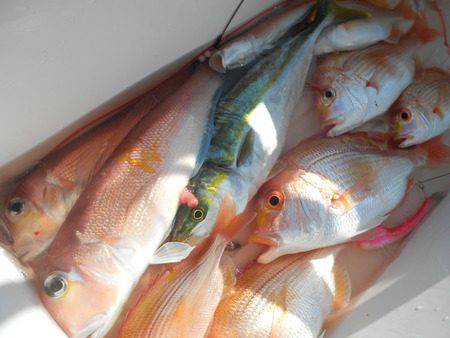 こうゆう丸 釣果