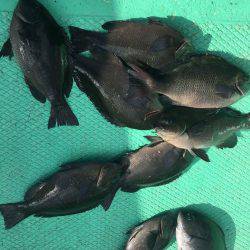 由良渡船 釣果