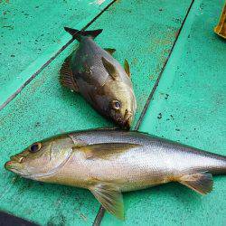 第三むつりょう丸 釣果