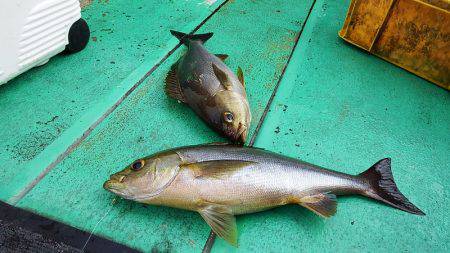第三むつりょう丸 釣果