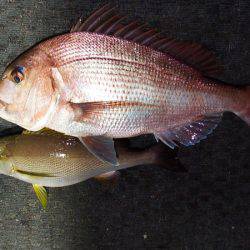 第三むつりょう丸 釣果