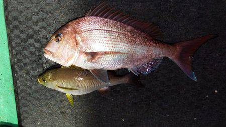 第三むつりょう丸 釣果