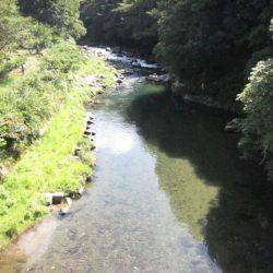 狩野川(狩野川漁業協同組合) 釣果