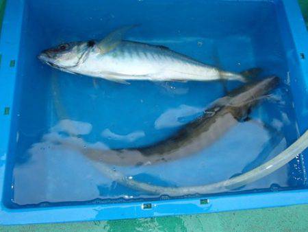 第二むつ漁丸 釣果