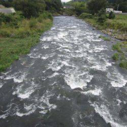 狩野川(狩野川漁業協同組合) 釣果