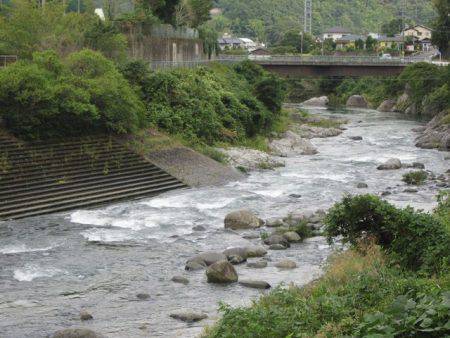 狩野川(狩野川漁業協同組合) 釣果