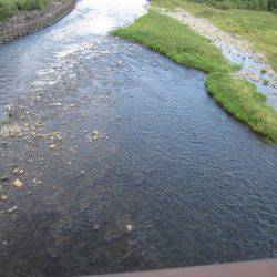 狩野川(狩野川漁業協同組合) 釣果