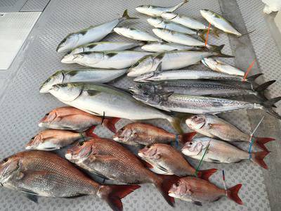 ミタチ丸 釣果