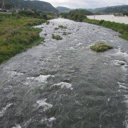 狩野川(狩野川漁業協同組合) 釣果