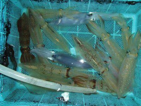 第二むつ漁丸 釣果