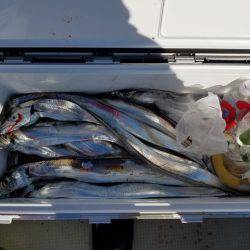 遊漁船 ニライカナイ 釣果