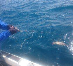 IDATEN（イダテン） 釣果