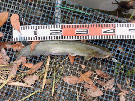 OLAHO　FISHING SPOT 釣果…