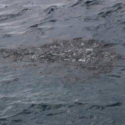 へいみつ丸 釣果