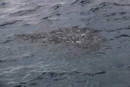へいみつ丸 釣果