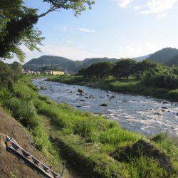 狩野川(狩野川漁業協同組合) 釣果