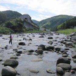 狩野川(狩野川漁業協同組合) 釣果