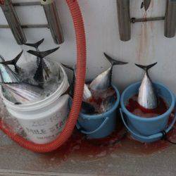 へいみつ丸 釣果