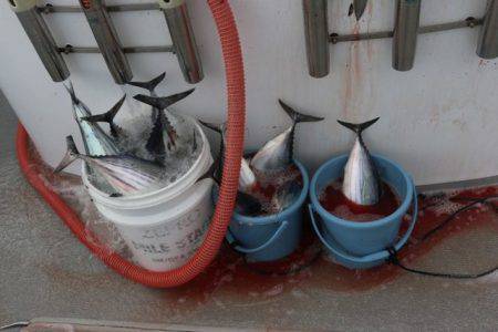 へいみつ丸 釣果