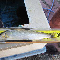 狩野川(狩野川漁業協同組合) 釣果