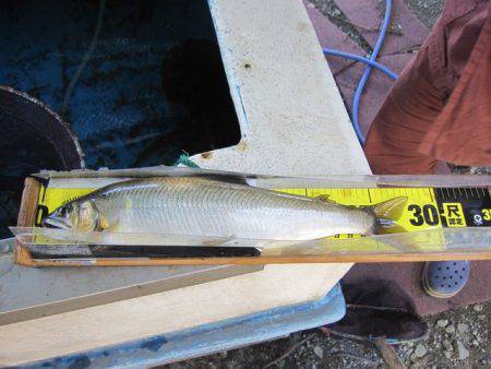 狩野川(狩野川漁業協同組合) 釣果