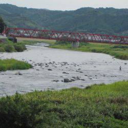 狩野川(狩野川漁業協同組合) 釣果