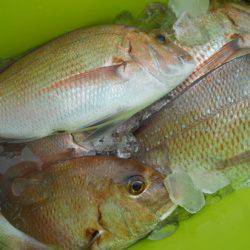 こうゆう丸 釣果