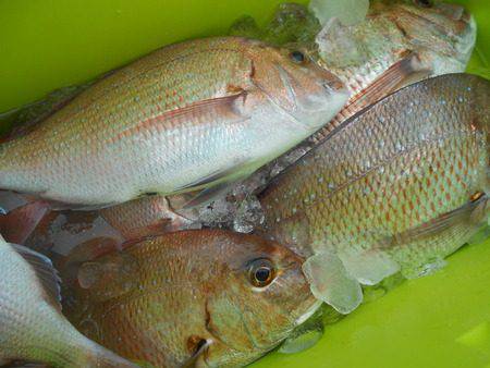 こうゆう丸 釣果