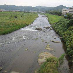 狩野川(狩野川漁業協同組合) 釣果