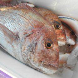 こうゆう丸 釣果