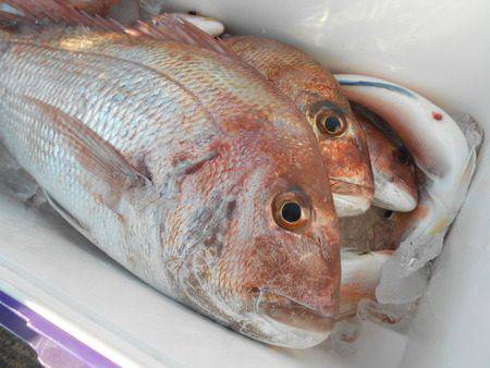 こうゆう丸 釣果