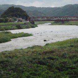 狩野川(狩野川漁業協同組合) 釣果