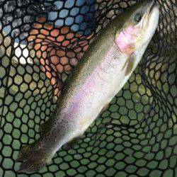 フィッシング サンクチュアリ 釣果