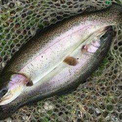 フィッシング サンクチュアリ 釣果