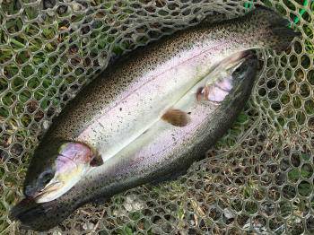 フィッシング サンクチュアリ 釣果