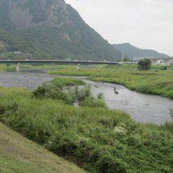 狩野川(狩野川漁業協同組合) 釣果