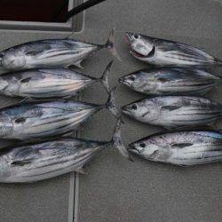 へいみつ丸 釣果